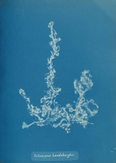 Ectocarpus Landsburghii da Anna Atkins