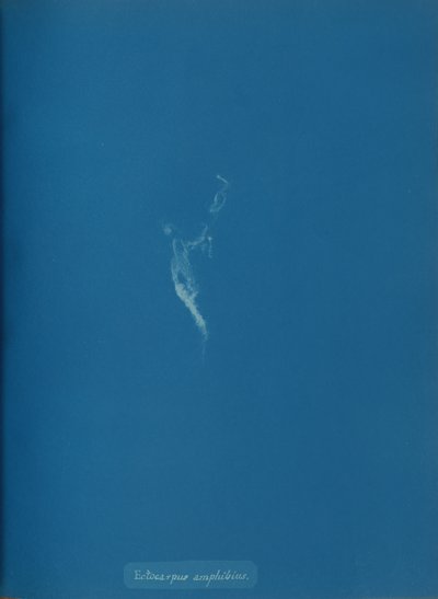 Ectocarpus amphibius, ca. 1853 da Anna Atkins