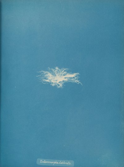 Enteromorpha clathrata da Anna Atkins