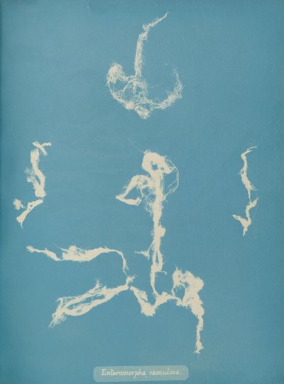 Enteromorpha ramulosa, ca. 1853 da Anna Atkins