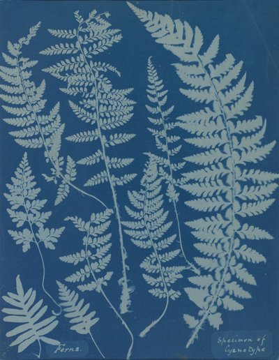 Felci. Esemplare di cianotipo da Anna Atkins
