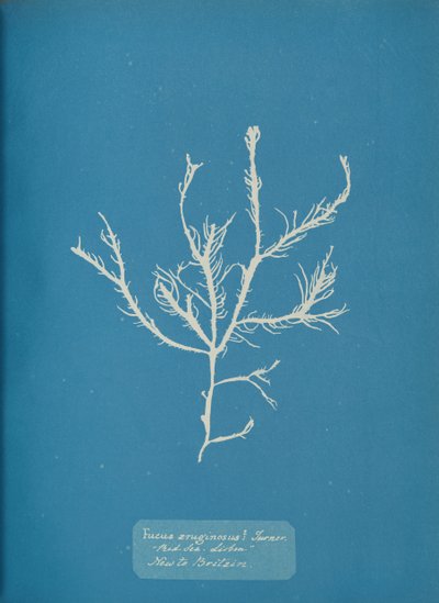 Fucus æruginosus Turner. Med. Sea Sisbon New to Britain., ca. 1853 da Anna Atkins