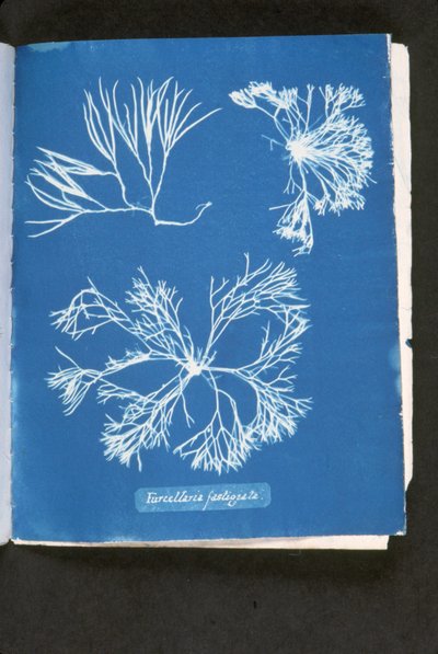 Furcelleria fastigiata, da 