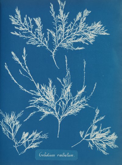 Gelidium rostratum da Anna Atkins