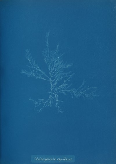 Gloisiphonia capillaris da Anna Atkins