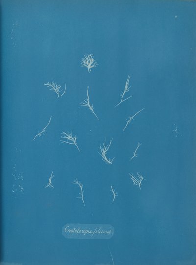 Grateloupia filicina, ca. 1853 da Anna Atkins