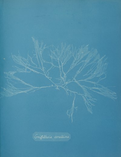 Griffithsia corallina, ca. 1853 da Anna Atkins