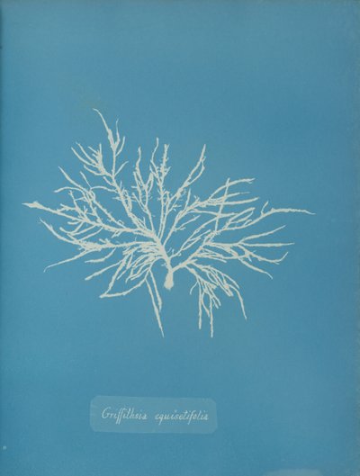 Griffithsia equisetifolia, ca. 1853 da Anna Atkins
