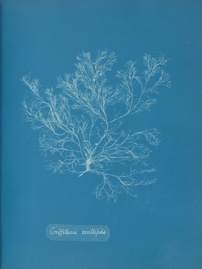 Griffithsia multifida, ca. 1853 da Anna Atkins