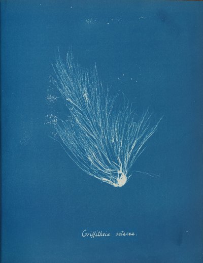 Griffithsia setacea, ca. 1853 da Anna Atkins