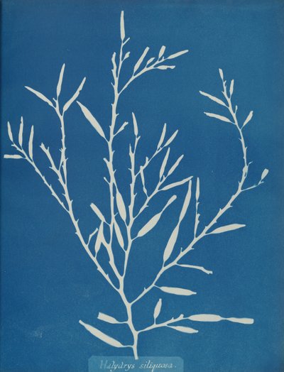 Halydrys siliquosa, ca. 1853 da Anna Atkins