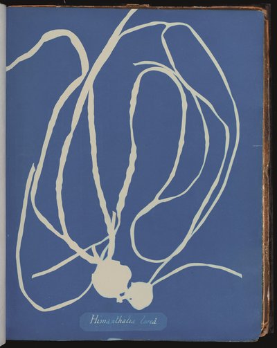 Himanthalia lorea da Fotografie di Alghe Britanniche (cianotipo) da Anna Atkins