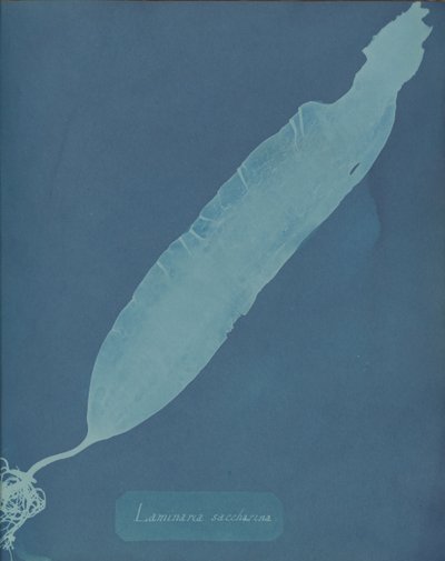 Laminaria saccharina da Anna Atkins