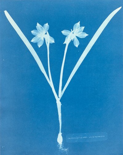 Leucojam Varium da Anna Atkins