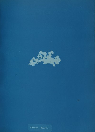 Padina deusta, ca. 1853 da Anna Atkins