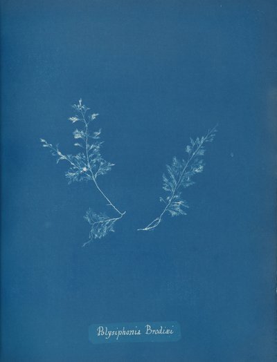 Polysiphonia Brodiæi da Anna Atkins