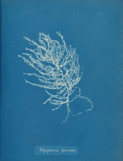 Polysiphonia byssoides, ca. 1853 da Anna Atkins