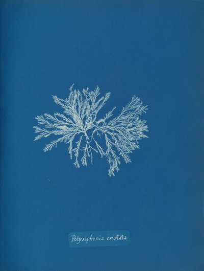 Polysiphonia cristata da Anna Atkins