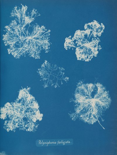 Polysiphonia fastigiata da Anna Atkins