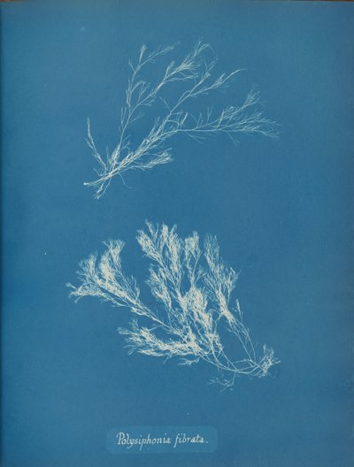 Polysiphonia fibrata, ca. 1853 da Anna Atkins