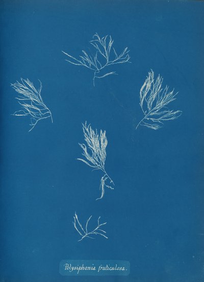 Polysiphonia fruticulosa, ca. 1853 da Anna Atkins