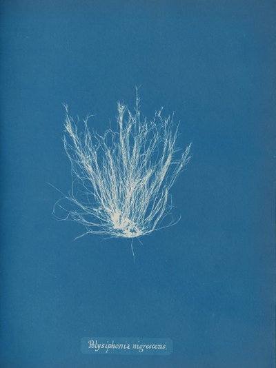 Polysiphonia nigrescens da Anna Atkins