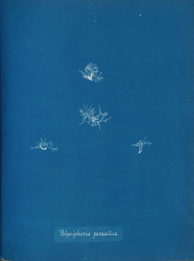 Polysiphonia parasitica da Anna Atkins