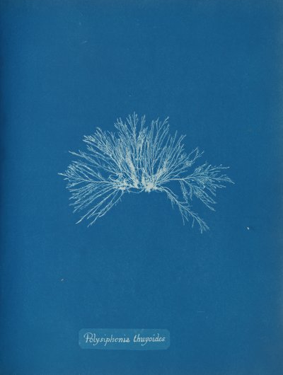 Polysiphonia thuyoides da Anna Atkins