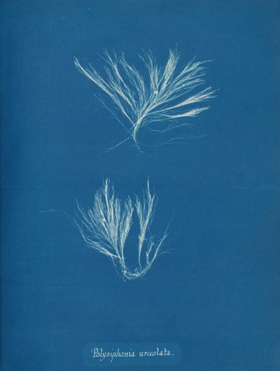 Polysiphonia urceolata, ca. 1853 da Anna Atkins