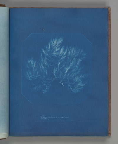 Polysiphonia violacea da Anna Atkins