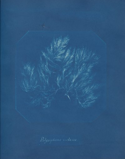 Polysiphonia violacea da Anna Atkins