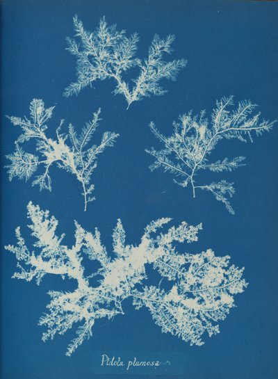 Ptilota plumosa, ca. 1853 da Anna Atkins