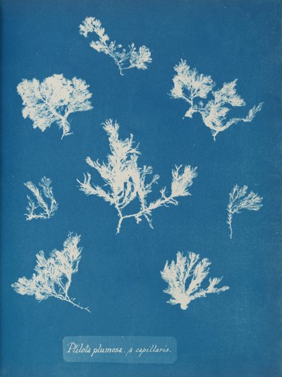 Ptilota plumosa. ß capillaris, ca. 1853 da Anna Atkins