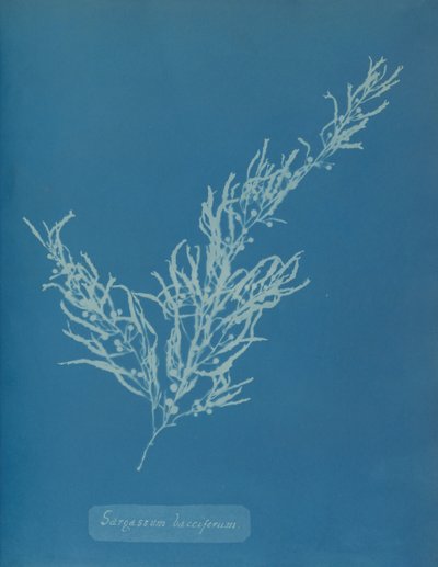 Sargassum bacciferum, ca. 1853 da Anna Atkins