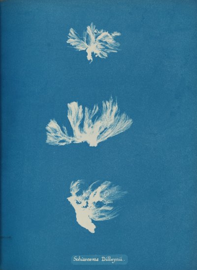 Schizonema Dillwynii da Anna Atkins