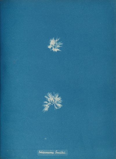 Schizonema Smithii, ca. 1853 da Anna Atkins
