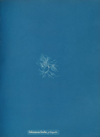 Schizonema Smithii, ß torqata, ca. 1853 da Anna Atkins