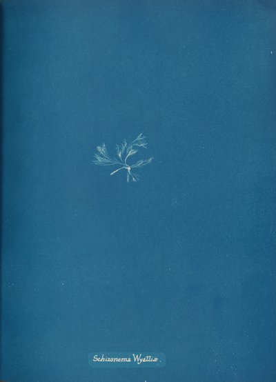 Schizonema Wyattiæ, ca. 1853 da Anna Atkins
