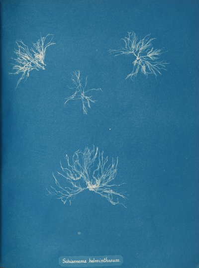 Schizonema helminthosum, ca. 1853 da Anna Atkins