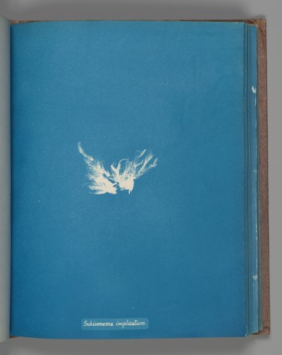 Schizonema implicatum da Anna Atkins