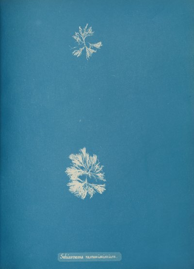 Schizonema ramosissimium, ca. 1853 da Anna Atkins