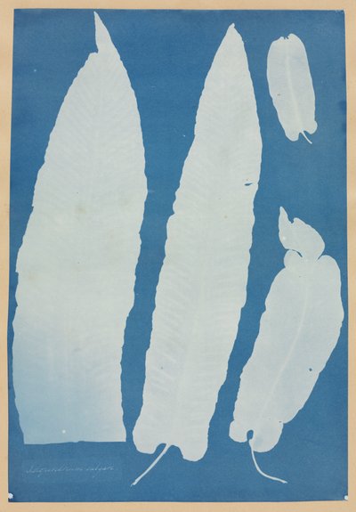 Scolopendrium Vulgare da Anna Atkins