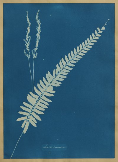  da Anna Atkins