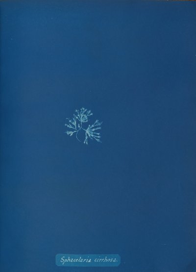 Sphacelaria cirrhosa, ca. 1853 da Anna Atkins
