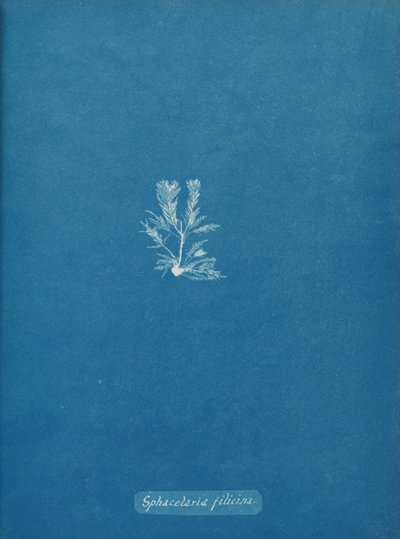 Sphacelaria filicina da Anna Atkins