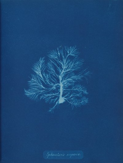 Sphacelaria scoparia, ca. 1853 da Anna Atkins
