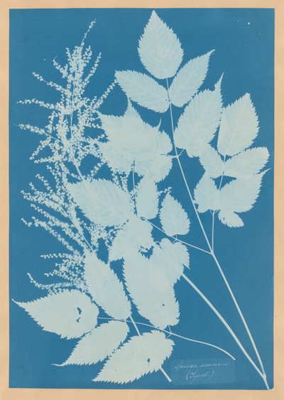  da Anna Atkins
