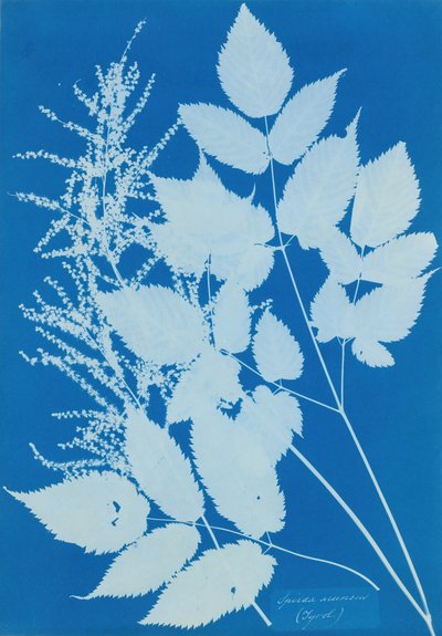 Spiraea aruncus Tirolo da Anna Atkins