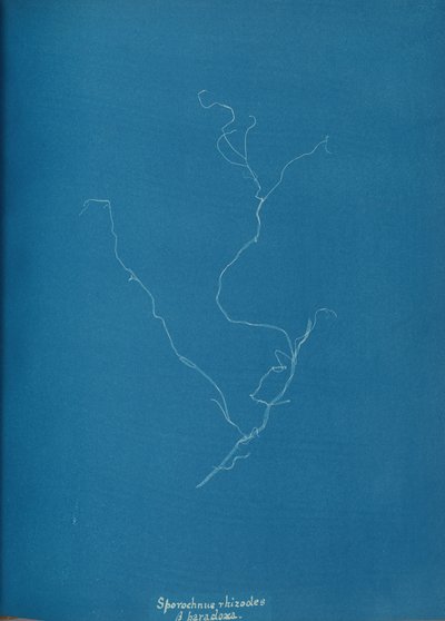 Sporochnius rhizodes ß paracloxa, ca. 1853 da Anna Atkins