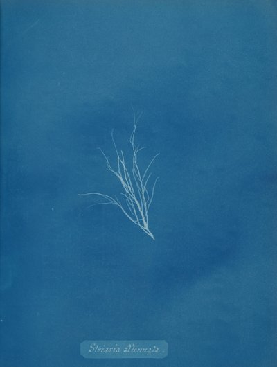 Striaria attenuata, ca. 1853 da Anna Atkins